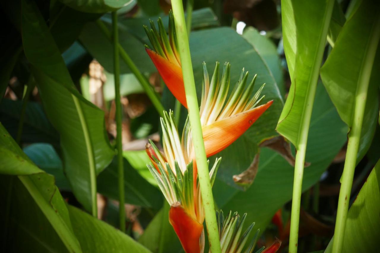 Le Bougainvillier Hotel Luang Prabang Exterior foto